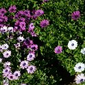 Osteospermum ecklonis 'Akila melange'